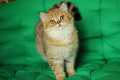 British Shorthair