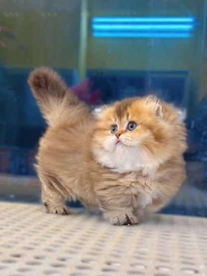 Munchkin Fold Longhair