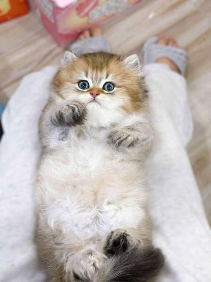British Longhair