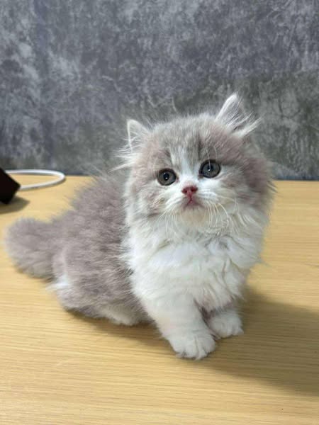 Munchkin Longhair