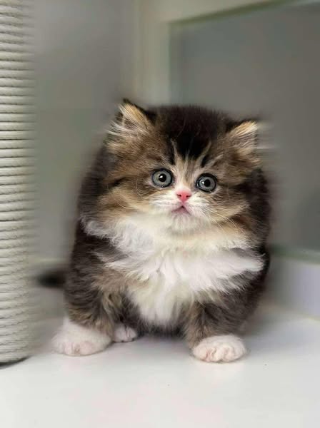 British Longhair