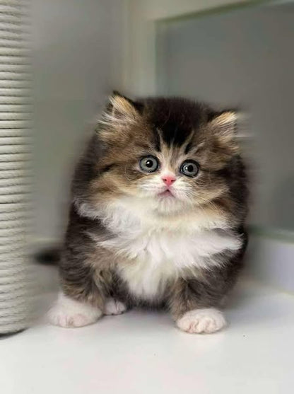 British Longhair