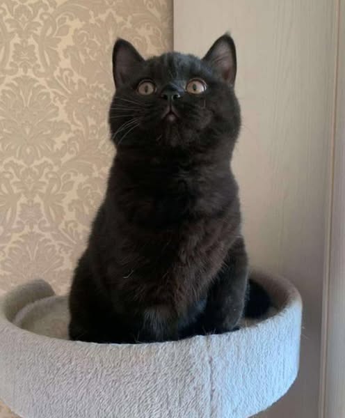 British Shorthair