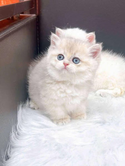 Munchkin