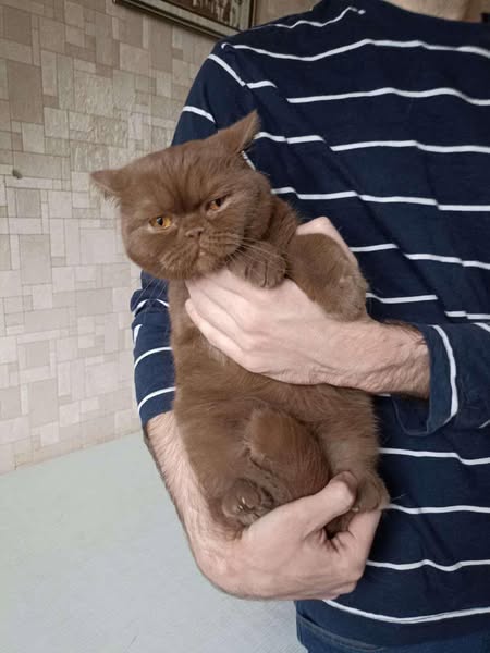 British Shorthair