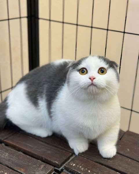 Munchkin Fold