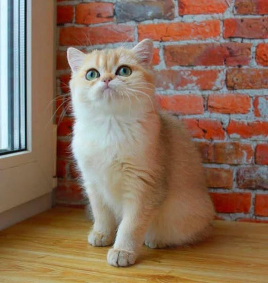 Munchkin