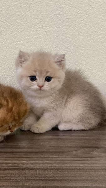British Longhair