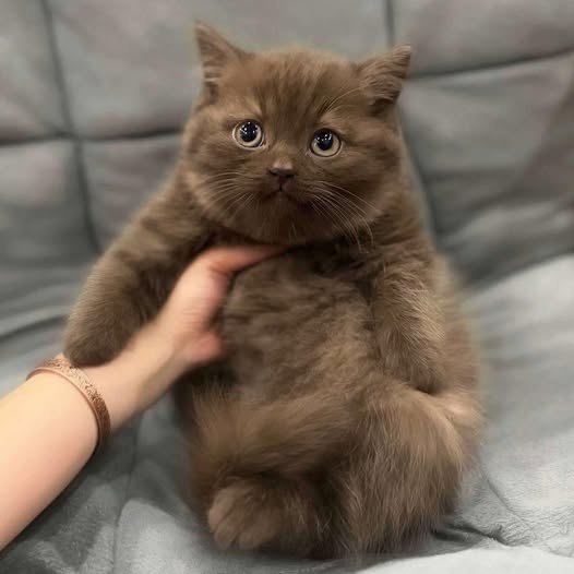British Shorthair