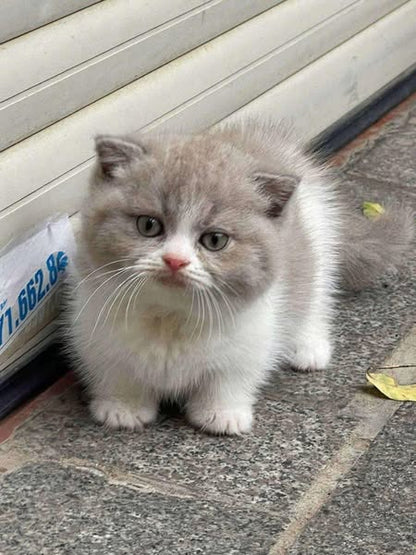 Munchkin Fold
