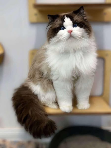 Ragdoll