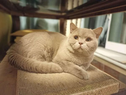 British Shorthair