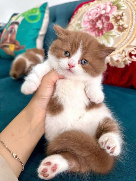 Munchkin