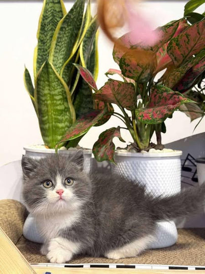 Munchkin