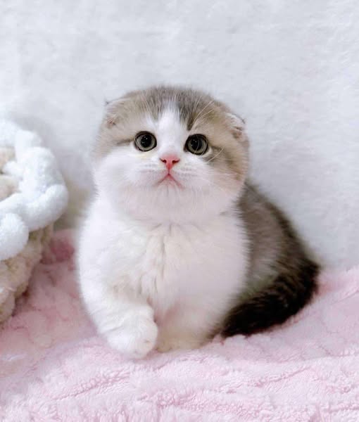 Munchkin Fold