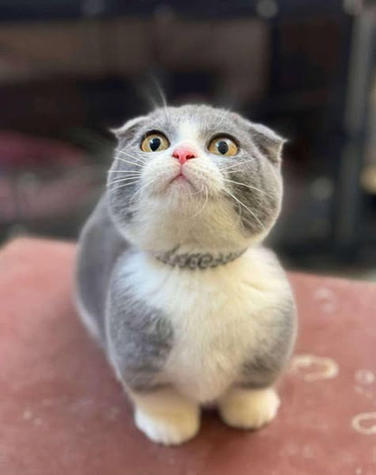 Munchkin Fold