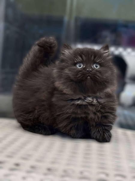 Munchkin Longhair
