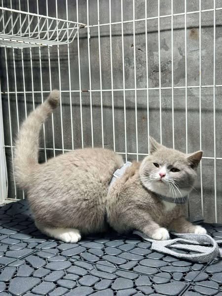 British Shorthair