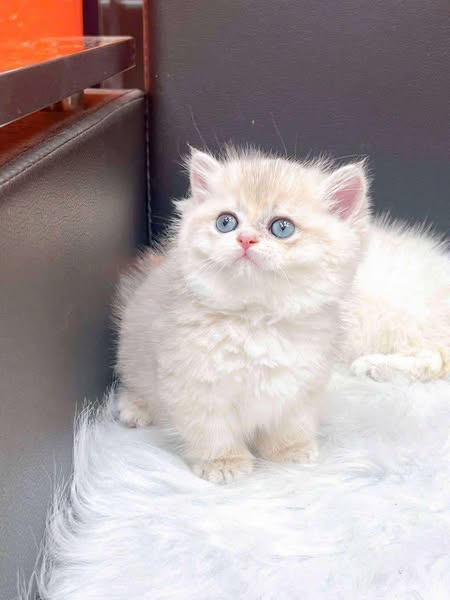 Munchkin