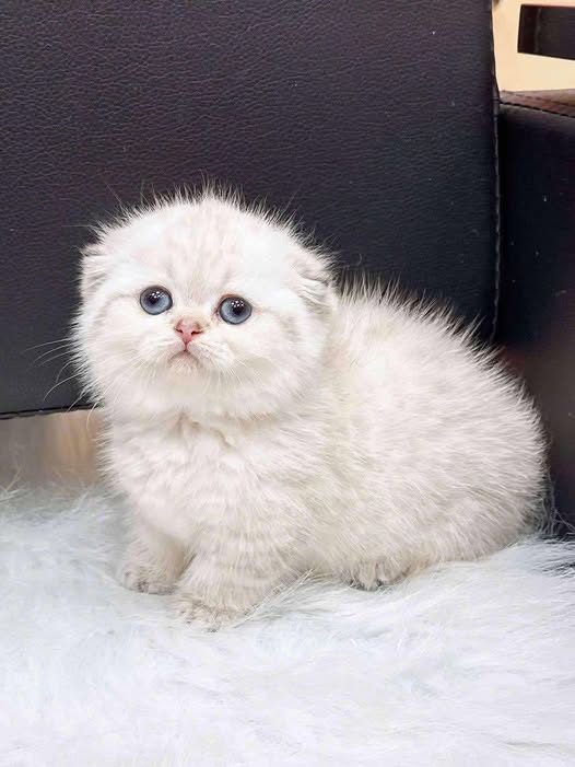 Munchkin Fold