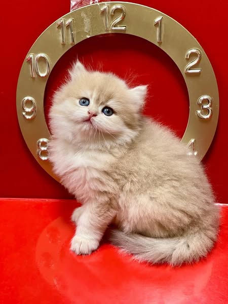 British Longhair