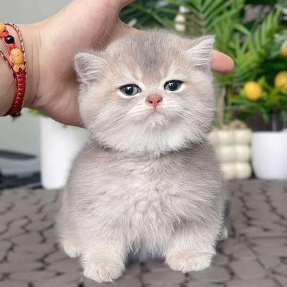 British Shorthair