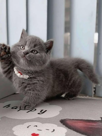 Munchkin