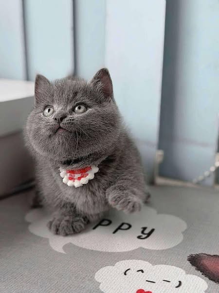 Munchkin