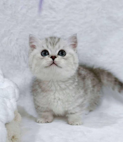 Munchkin