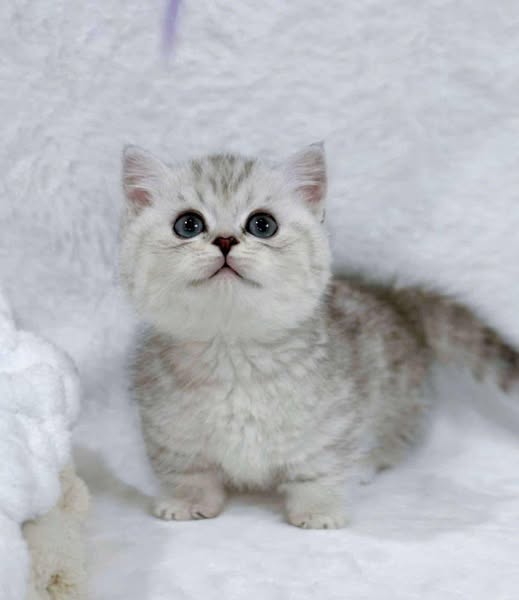 Munchkin