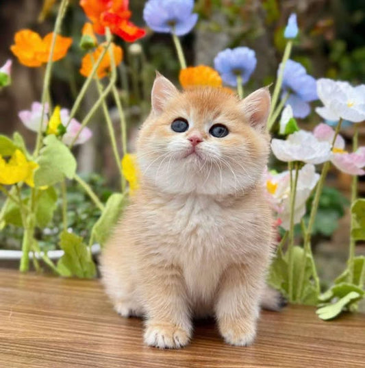 British Shorthair