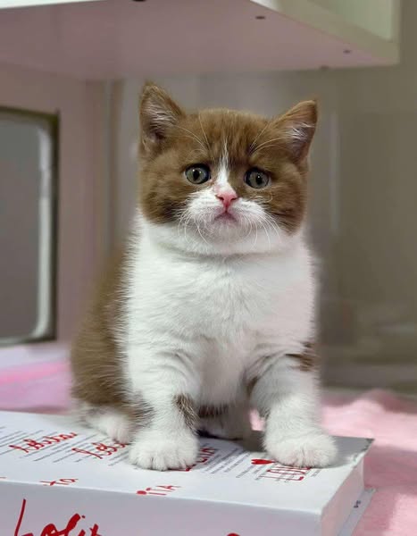 British Shorthair
