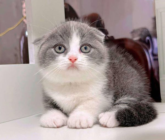 Munchkin Fold