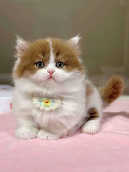 Munchkin