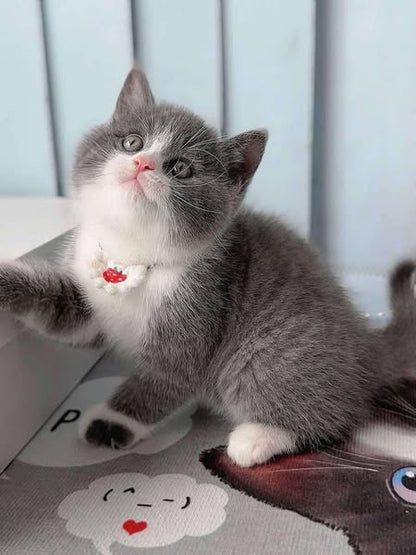 British Shorthair