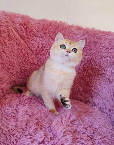 Munchkin