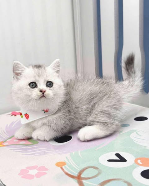 Munchkin