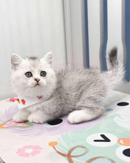 Munchkin