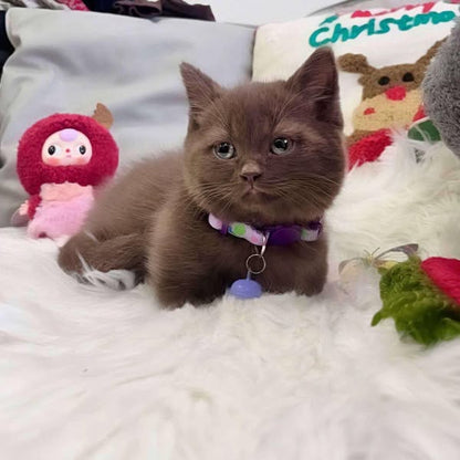 Munchkin