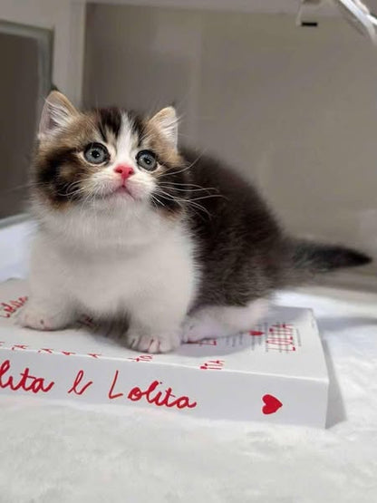 Munchkin