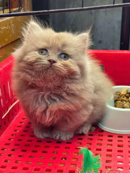 Munchkin Longhair