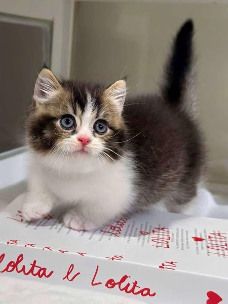 Munchkin