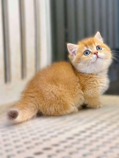 Munchkin