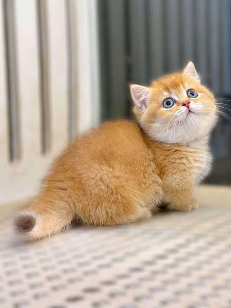 Munchkin