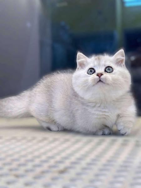 Munchkin