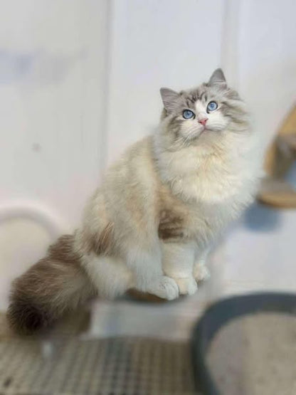 Ragdoll