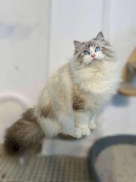 Ragdoll