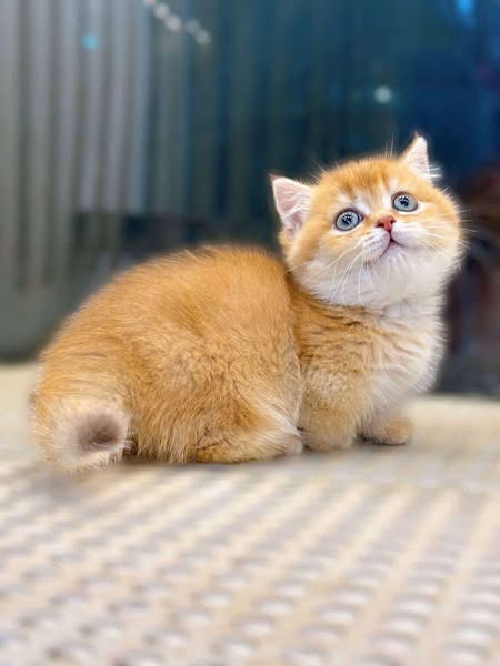 Munchkin