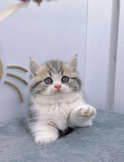 Munchkin