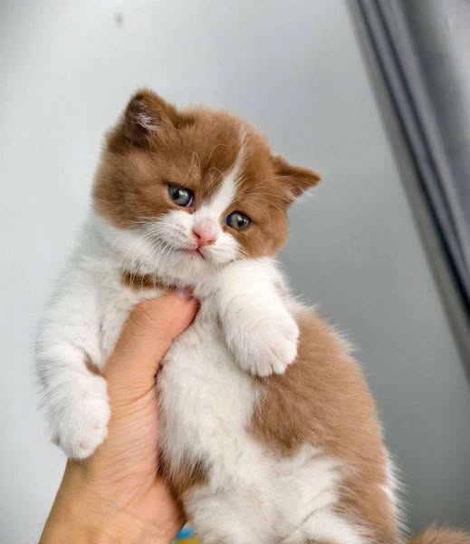 Munchkin